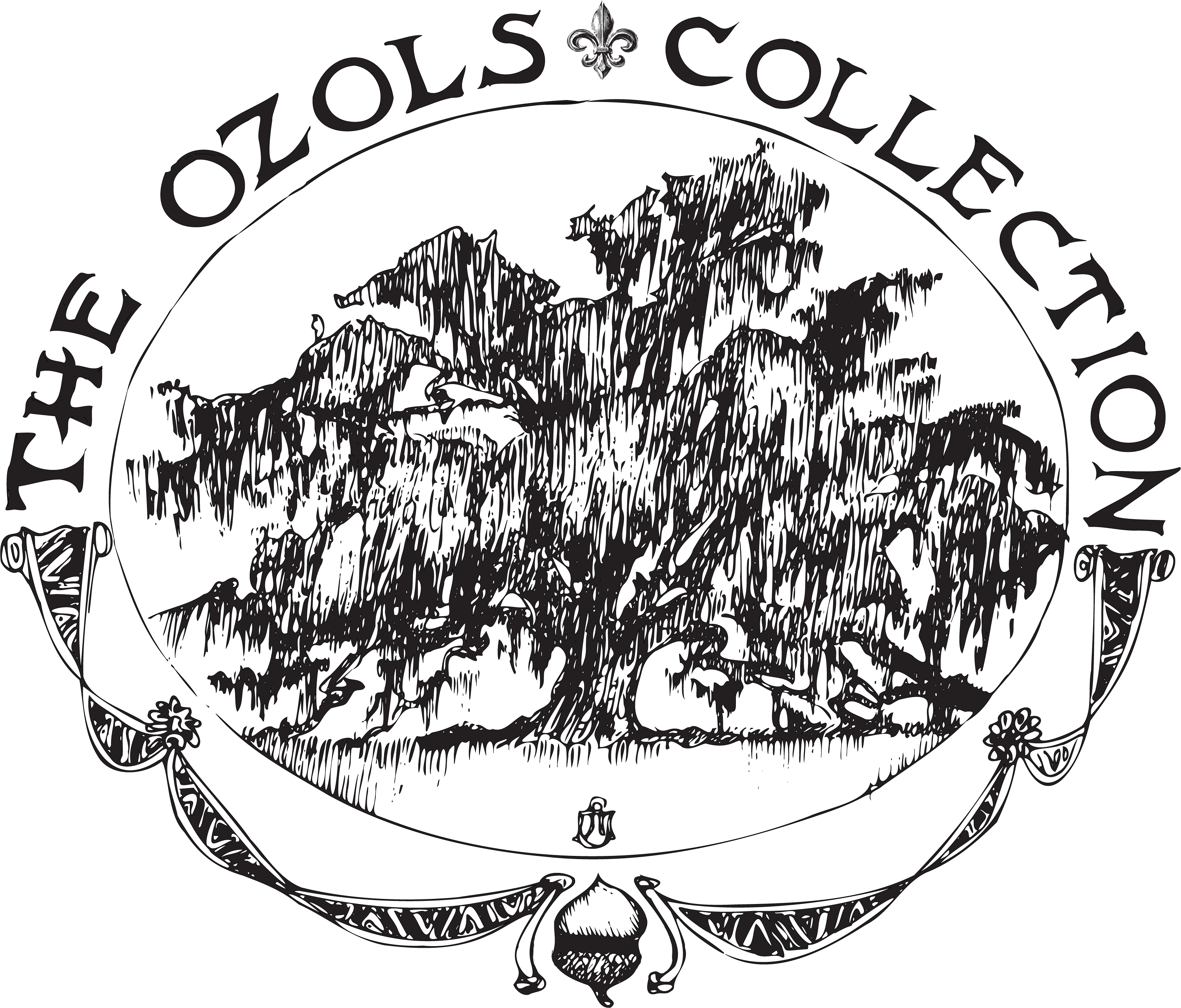 Read more about the article Our New Logo: Did you know Ozols means Oak?
